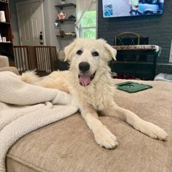Lasso Hedwig Happy Bounce -  Great Pyrenees and Yellow Labrador Retriever Dog for Adoption in Friendswood, Texas - Lasso Hedwig Happy Bounce | PetCurious