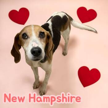 New Hampshire - Lovable senior lady -  Hound and Mixed Breed Dog for Adoption in Chuckey, Tennessee - New Hampshire - Lovable Senior Lady | PetCurious