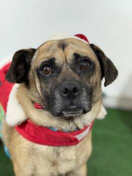 Boston-One of our Amazing Rescue Dogs -  Pug and Corgi Dog for Adoption in Carlsbad, California - Boston-One Of Our Amazing Rescue Dogs | PetCurious