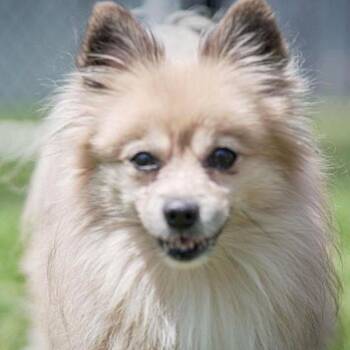 Bullet -  Pomeranian Dog for Adoption in Branford, Connecticut - Bullet | PetCurious