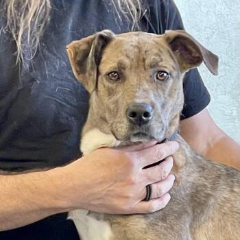 Catahoula Leopard Dog Dogs Available for Adoption in Port Barrington, Illinois - Cassie  | PetCurious