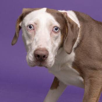 Mixed Breed Dogs Available for Adoption in Franklin, Tennessee - Jessie | PetCurious