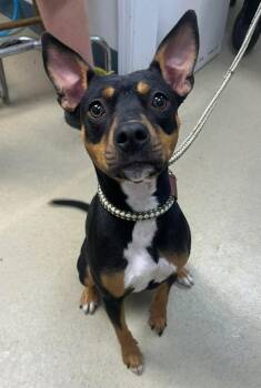 Mia -  Terrier and Pit Bull Terrier Dog for Adoption in Sullivan, Indiana - Mia | PetCurious