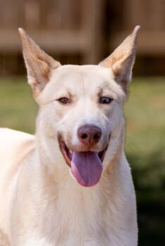 Rescue Husky Dogs for Adoption in Houston, Texas - Beetlejuice | PetCurious