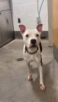VIOLET -  Pit Bull Terrier and Mixed Breed Dog for Adoption - VIOLET | PetCurious