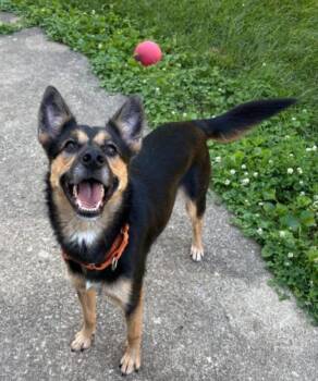COSTATA -  German Shepherd Dog and Australian Cattle Dog Blue Heeler Dog for Adoption in Carroll, Ohio - COSTATA | PetCurious