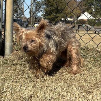 Rescue Yorkshire Terrier Dogs for Adoption in Cabot, Arkansas - (Found) Ruthie | PetCurious