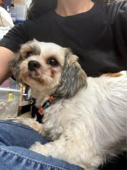 Kathy -  Shih Tzu Dog for Adoption in Bedford Hills, New York - Kathy | PetCurious