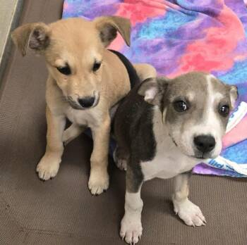 jack field puppy2 -  Labrador Retriever Dog for Adoption in Humble, Texas - Jack Field Puppy2 | PetCurious