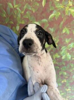 Beatle -  Terrier and Mixed Breed Dog for Adoption in San Antonio, Texas - Beatle | PetCurious