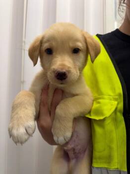 Finlayson -  Husky and Labrador Retriever Dog for Adoption in Yellowknife, Northwest Territories - Finlayson | PetCurious