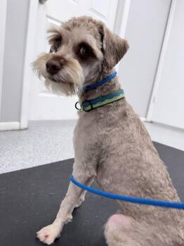 Poodle Dogs Available for Adoption in Millcreek, Utah - Sawyer | PetCurious