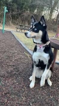 GENOVA -  Siberian Husky and Pomeranian Dog for Adoption in Derwood, Maryland - GENOVA | PetCurious