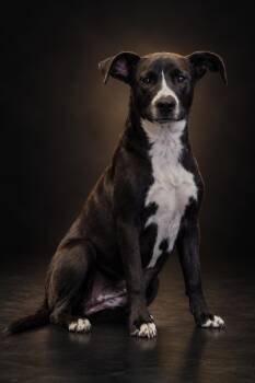 Mellon -  Labrador Retriever and Border Collie Dog for Adoption in Manhattan, Montana - Mellon | PetCurious