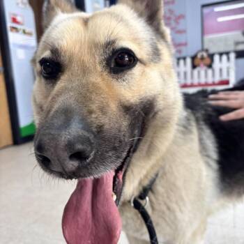 German Shepherd Dog Dogs Available for Adoption - Loki | PetCurious