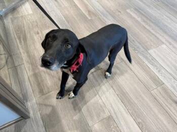 COCO -  Labrador Retriever and Mixed Breed Dog for Adoption in Rowlett, Texas - COCO | PetCurious