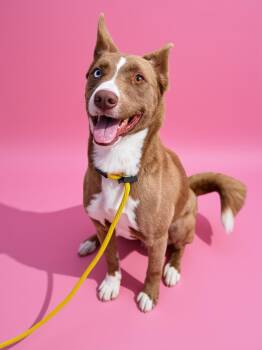 Kimberlee -  Collie Dog for Adoption in Salt Lake City, Utah - Kimberlee | PetCurious