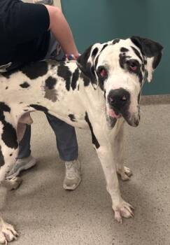 Ghost -  Great Dane and Mixed Breed Dog for Adoption in Fishers, Indiana - Ghost | PetCurious