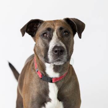 Maeve -  Mixed Breed Dog for Adoption in Dearborn, Michigan - Maeve | PetCurious