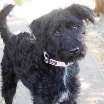 Poodle and Mixed Breed Dogs Available for Adoption - DAFFODIL | PetCurious
