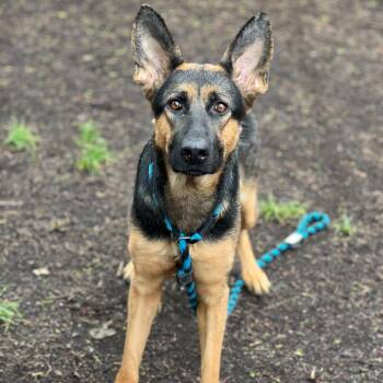 German Shepherd Dog Dogs Available for Adoption in Chester Springs, Pennsylvania - Leslie | PetCurious