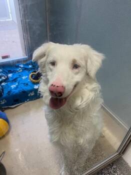Australian Shepherd and Shepherd Dogs Available for Adoption in Fort Collins, Colorado - Wilbur | PetCurious