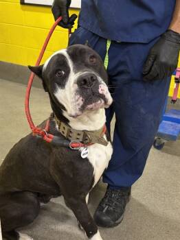 Rescue Terrier and Pit Bull Terrier Dogs for Adoption - JET BLUE | PetCurious