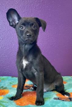 Choco Chip -  Chihuahua Dog for Adoption in Jamestown, California - Choco Chip | PetCurious