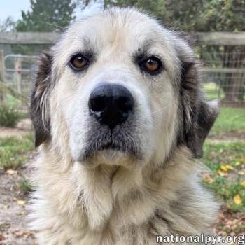 Baylee in GA - Loves Pup Cups -  Great Pyrenees Dog for Adoption in Beacon, New York - Baylee In GA - Loves Pup Cups | PetCurious