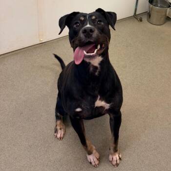 Capri -  Mixed Breed Dog for Adoption in Rocky Mount, Virginia - Capri | PetCurious