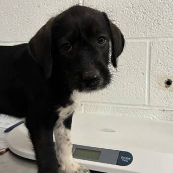 Chococat -  Shepherd and Husky Dog for Adoption in Edinburg, Texas - Chococat | PetCurious