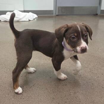 Beagle and Hound Dogs Available for Adoption in Chattanooga, Tennessee - Crackle | PetCurious