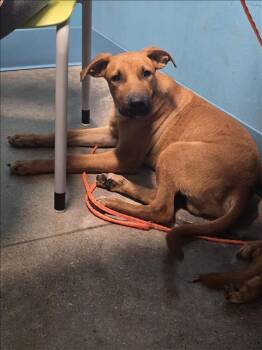 Rescue Labrador Retriever Dogs for Adoption in Houston, Texas - A643802 | PetCurious