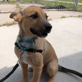 Mixed Breed Dogs Available for Adoption in Tulsa, Oklahoma - Zarley | PetCurious
