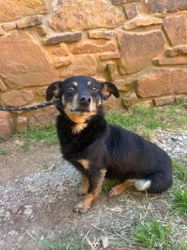 Chihuahua Dogs Available for Adoption in Russellville, Kentucky - Rascal | PetCurious
