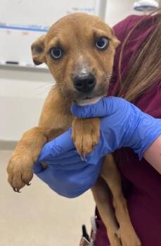 Labrador Retriever Dogs Available for Adoption - DENIS | PetCurious