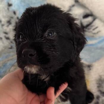 Mixed Breed Dogs Available for Adoption - Mint | PetCurious