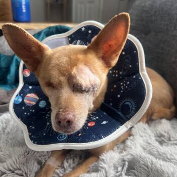 Chico -  Chihuahua Dog for Adoption in Roy, Utah - Chico | PetCurious