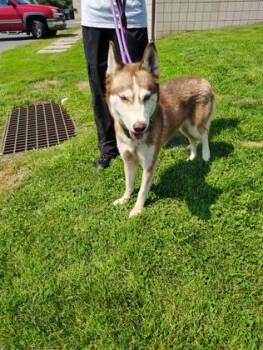 Penny -  Siberian Husky and Mixed Breed Dog for Adoption - Penny | PetCurious