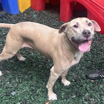 Mr. Boombastic -  Mixed Breed Dog for Adoption in Decatur, Georgia - Mr. Boombastic | PetCurious