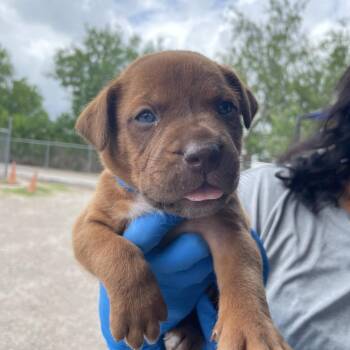 Pit Bull Terrier and Mixed Breed Dogs Available for Adoption in Edinburg, Texas - Marvin | PetCurious