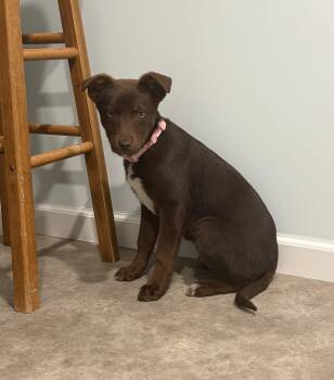 Catahoula Leopard Dog and Labrador Retriever Dogs Available for Adoption - Ricotta | PetCurious