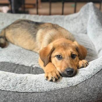 Labrador Retriever Dogs Available for Adoption - Felicity  | PetCurious