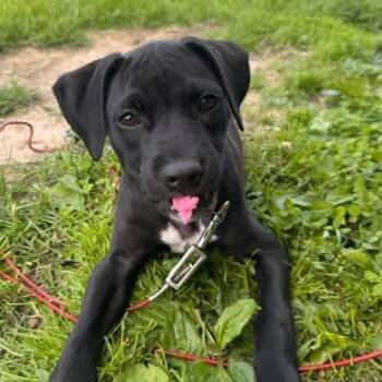 Dakota -  Labrador Retriever and Mixed Breed Dog for Adoption in Dysart, Iowa - Dakota | PetCurious