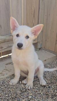 Brioche -  Shepherd Dog for Adoption in Estherville, Iowa - Brioche | PetCurious