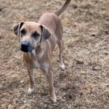Rescue Labrador Retriever Dogs for Adoption - Ruby | PetCurious
