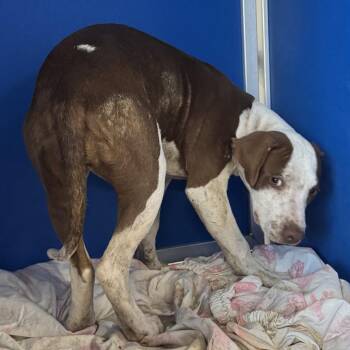110726 -  Mixed Breed Dog for Adoption in Las Cruces, New Mexico - 110726 | PetCurious