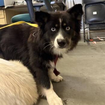 FINNY -  Australian Shepherd and Siberian Husky Dog for Adoption in Camarillo, California - FINNY | PetCurious