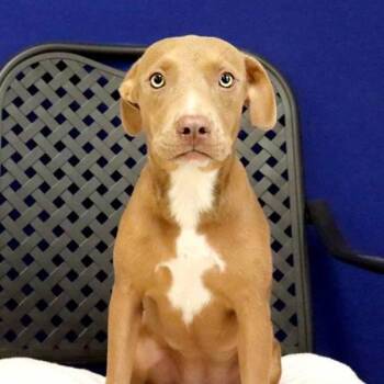 Brunhilda -  Labrador Retriever Dog for Adoption in Midland, Texas - Brunhilda | PetCurious