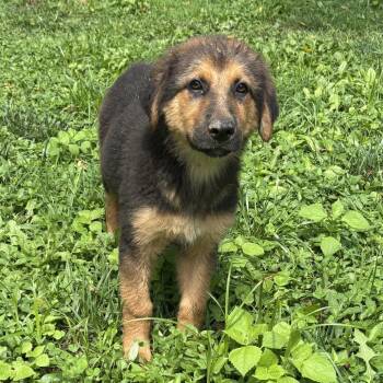 Shasta -  Shepherd Dog for Adoption in Springboro, Ohio - Shasta | PetCurious